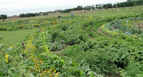 bauerngarten_mette_juli